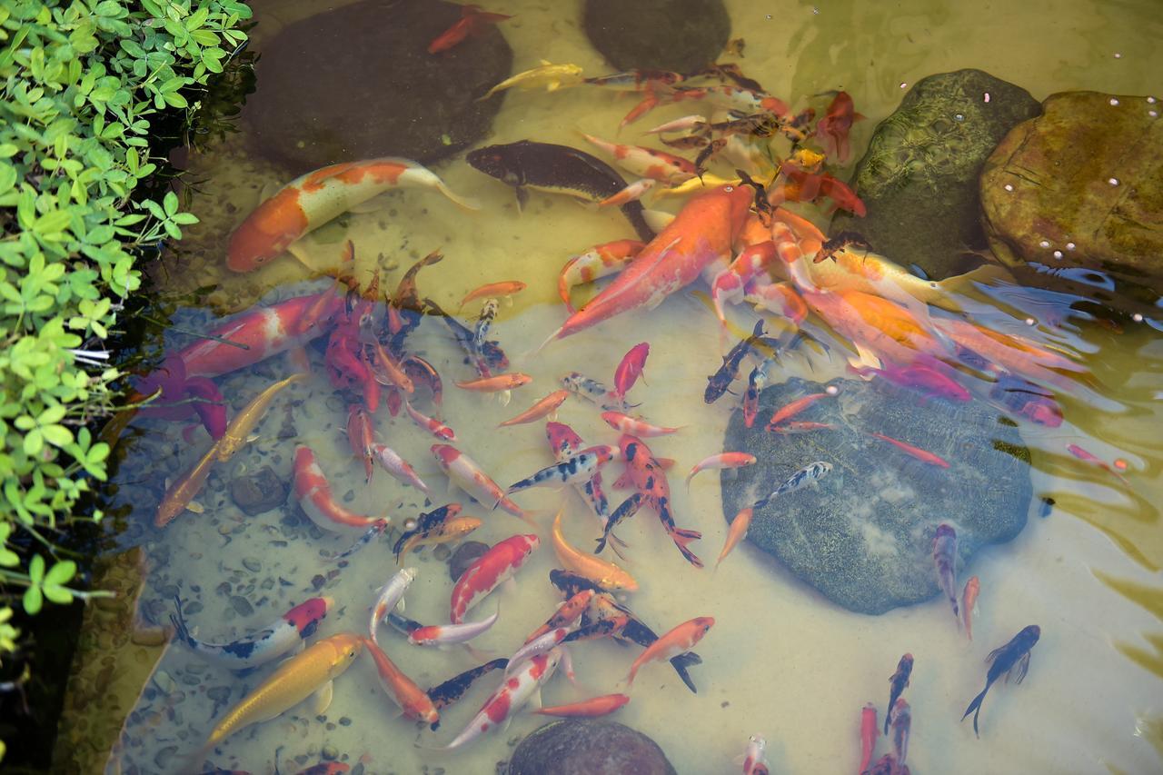 Recanto Das Carpas Ilhabela Esterno foto